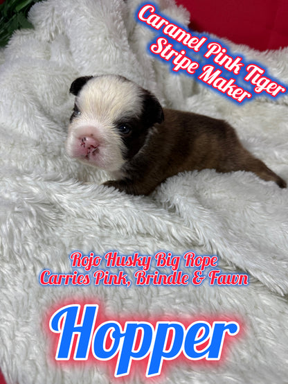 Hopper - Rojo Husky Big Rope Fluffy