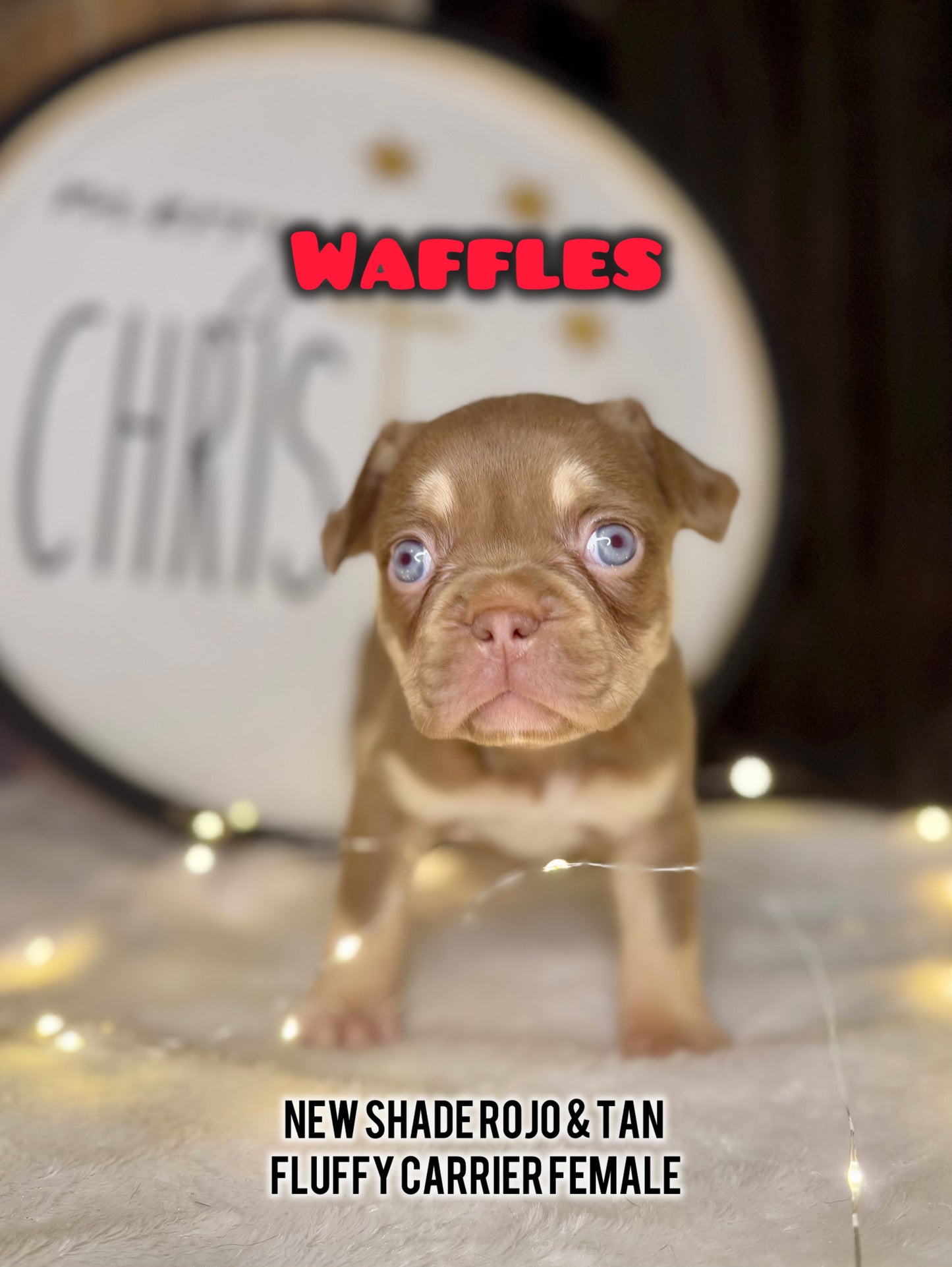 Waffles - Female New Shade Rojo & Tan