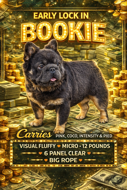Bookie - Micro Blue & Tan Visual Fluffy Big Rope Carries Pink 12 Pounds EARLY INTRO $875