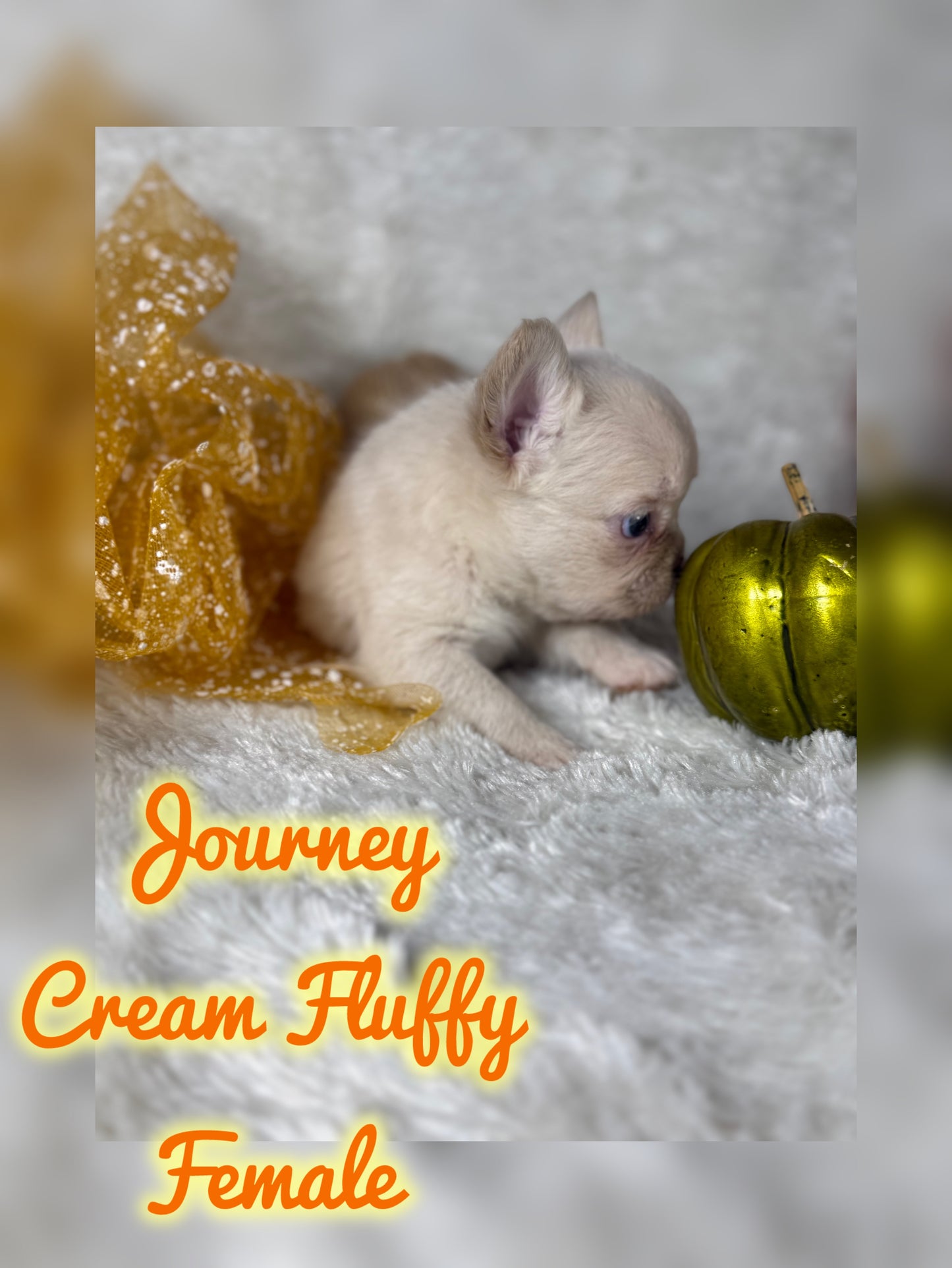 Journey - Cream Fluffy -Reserved
