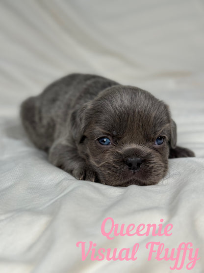 Queenie - Blue Visual Fluffy Female