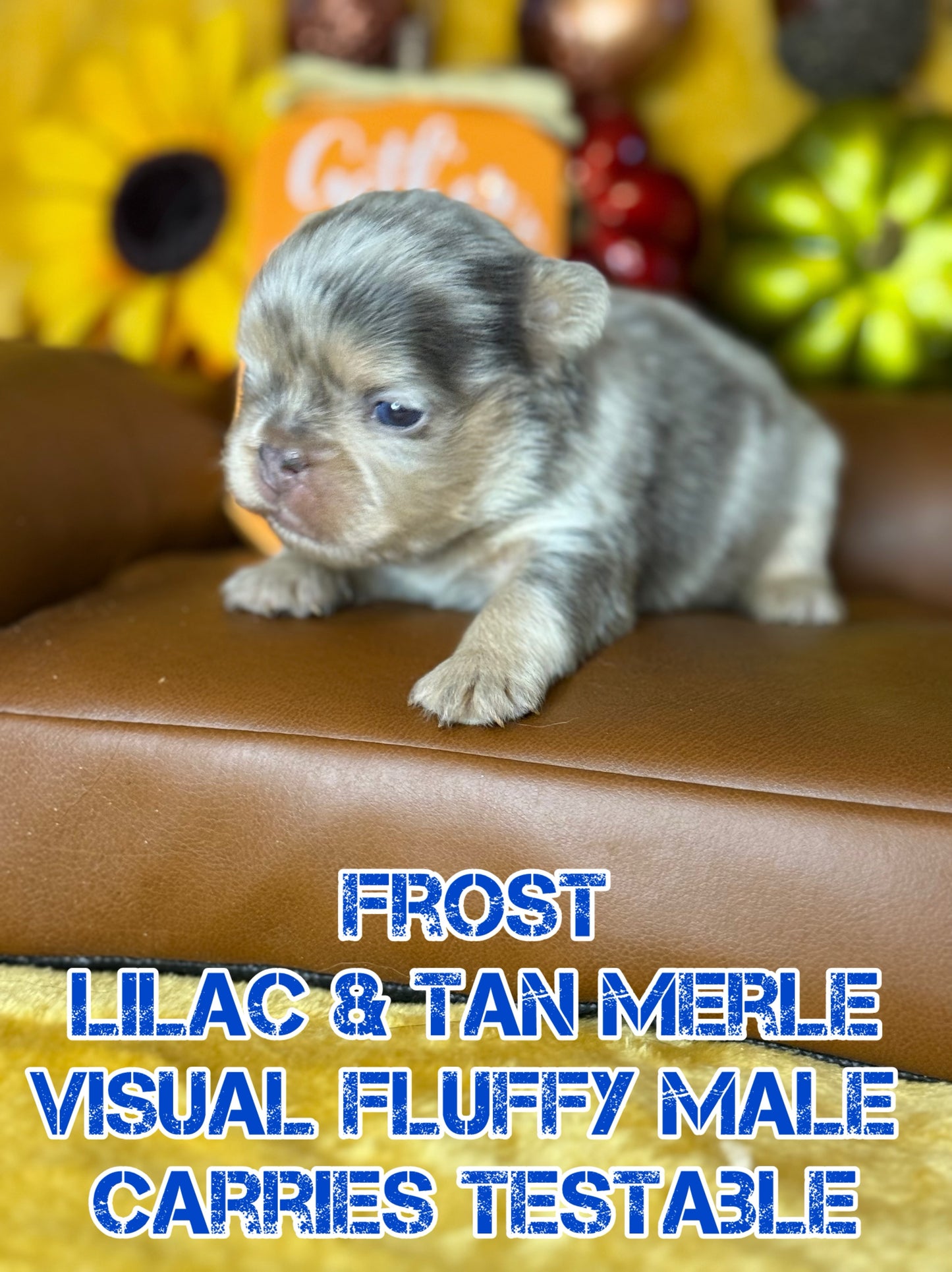 Frost - Male Lilac & Tan Merle