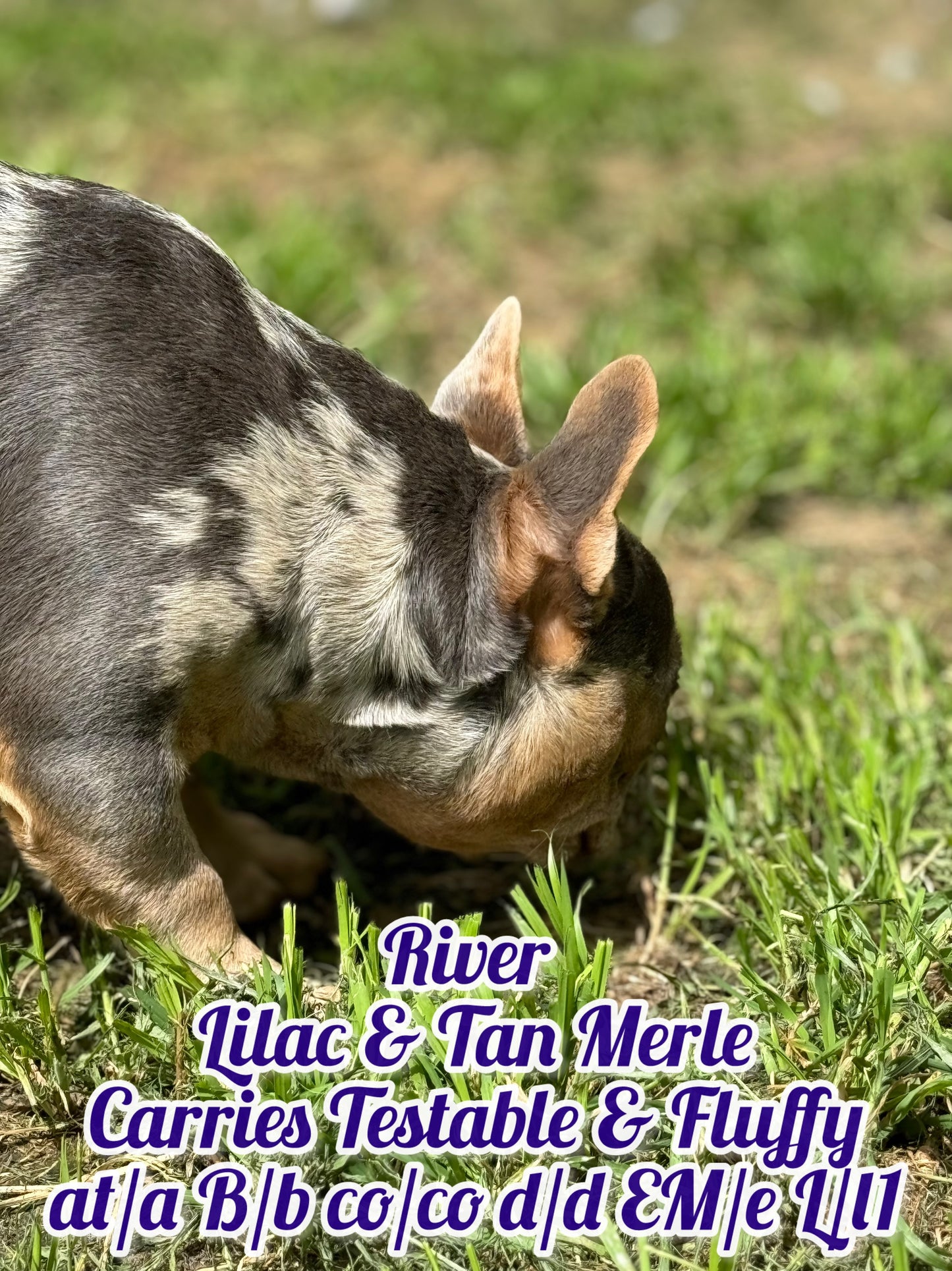 River - Lilac & Tan Merle Carries Testable, Cream & Fluffy