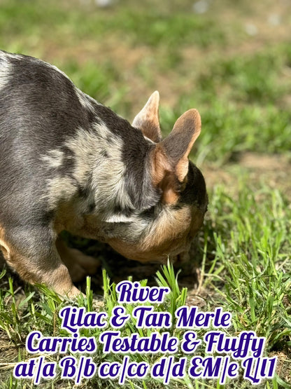 River - Lilac & Tan Merle Carries Testable, Cream & Fluffy