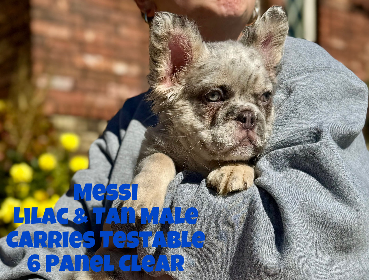 Messi - Lilac & Tan Merle Fluffy Carries Testable - Reserved