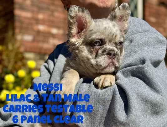 Messi - Lilac & Tan Merle Fluffy Carries Testable - Reserved