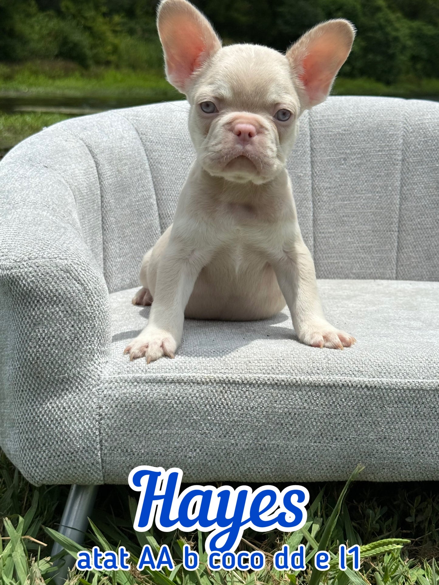 Hayes - Male Caramel & Tan Big Rope
