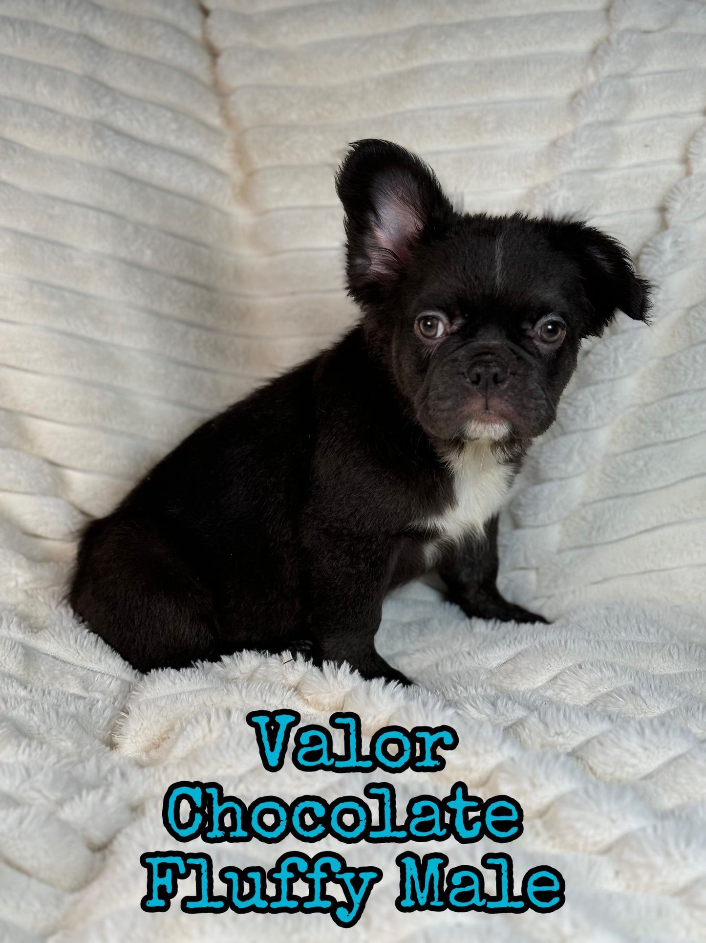 Valor - Male Chocolate Fluffy