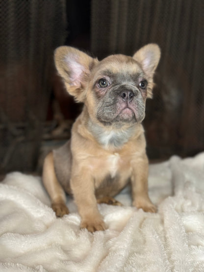 Quartz - Blue Fawn Fluffy Female