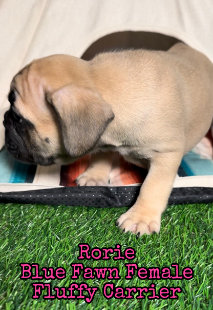 Rorie - Female Fawn - Reserved