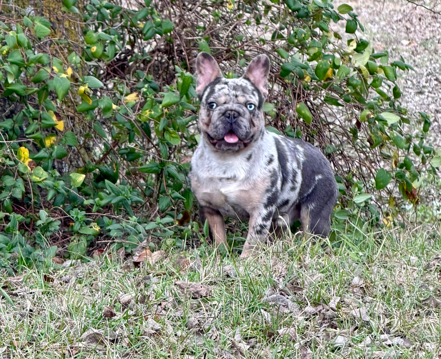 Pockets - Micro Merle Big Rope - Carries Pink & Fluffy 13 Pounds - EARLY INTRO $750