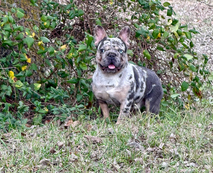 Pockets - Micro Merle Big Rope - Carries Pink & Fluffy 13 Pounds - EARLY INTRO $750