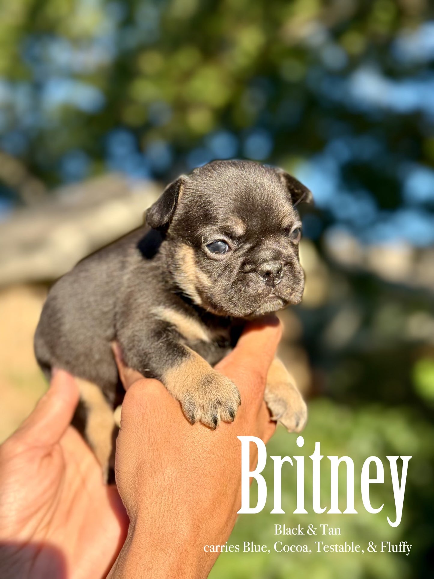 Britney - Female Black & Tan