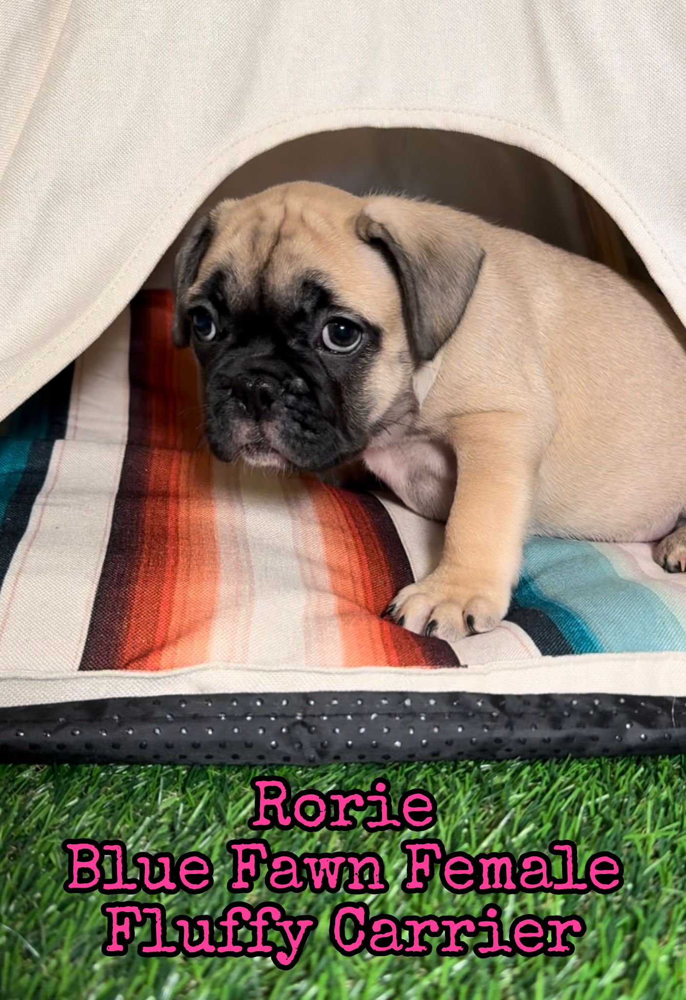 Rorie - Female Fawn - Reserved