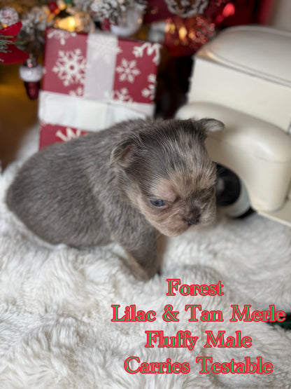 Forest - Male Lilac Merle Visual Fluffy Carries Testable