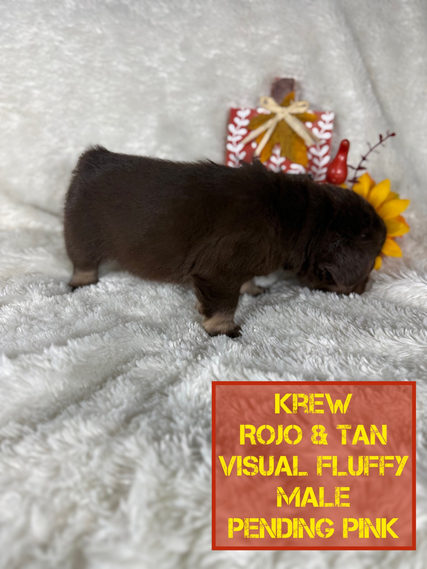 Krew - Rojo & Tan Fluffy Big Rope Pending Pink