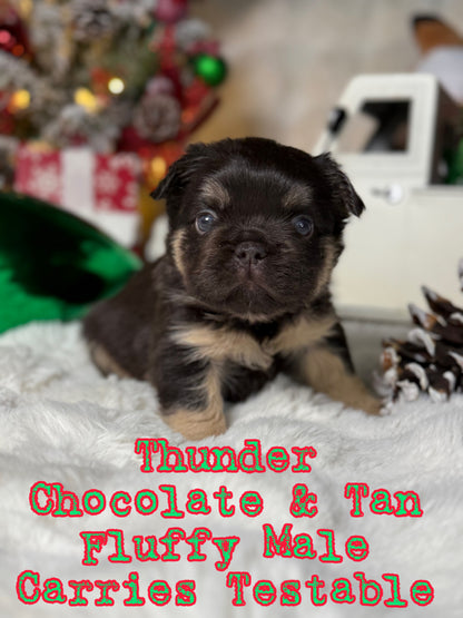 Thunder - Male Chocolate & Tan