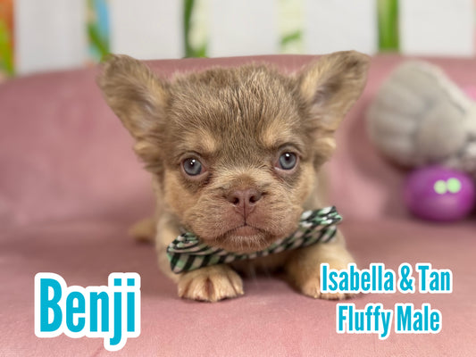 Benji - Isabella & Tan Fluffy Male
