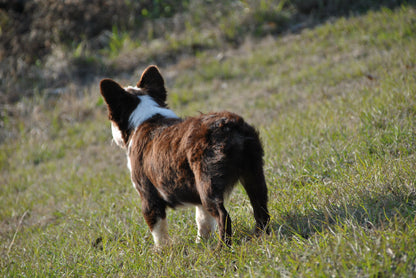 King Pin - Rojo & Tan Husky Big Rope Fluffy Carries Pink - EARLY INTRO $1500