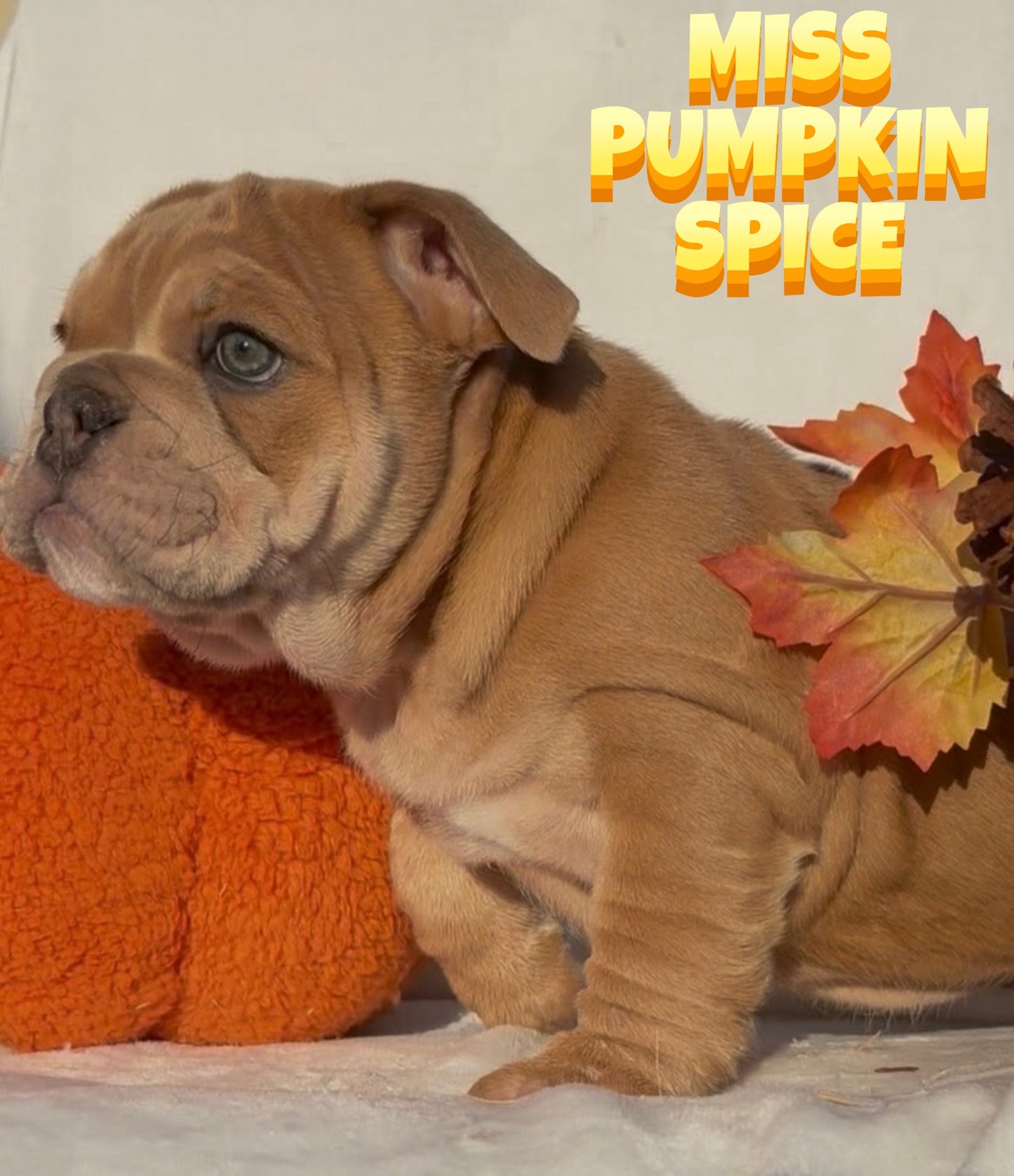 Miss Pumpkin Spice - English Bulldog