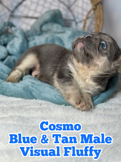 Cosmo - Male Blue & Tan Visual Fluffy - Reserved