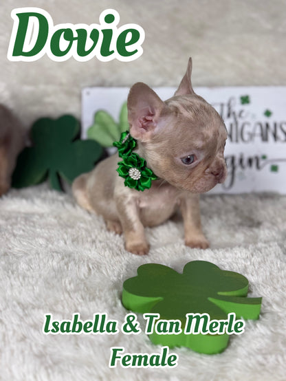 Dovie - Isabella & Tan Merle