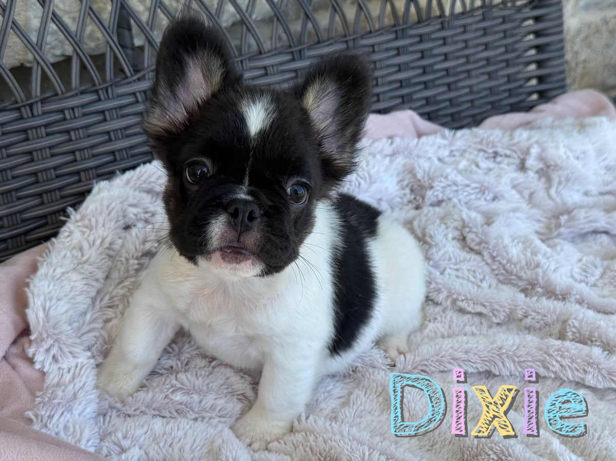 Dixie