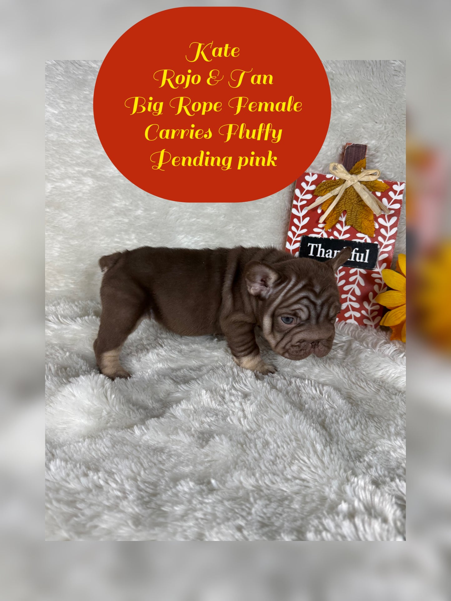 Kate - Rojo & Tan Big Rope Carries Fluffy Pending PINK