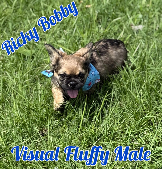 Ricky Bobby - Black & Tan Sable Fluffy Male