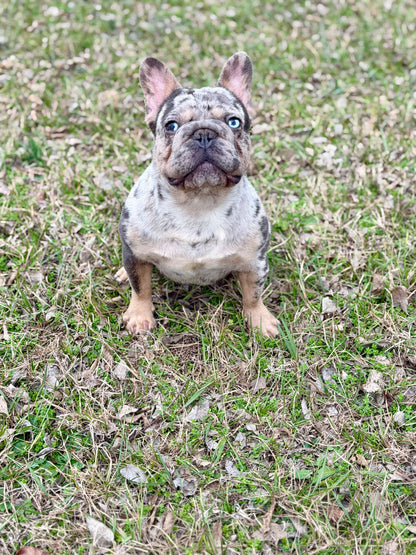 Pockets - Micro Merle Big Rope - Carries Pink & Fluffy 13 Pounds - EARLY INTRO $750