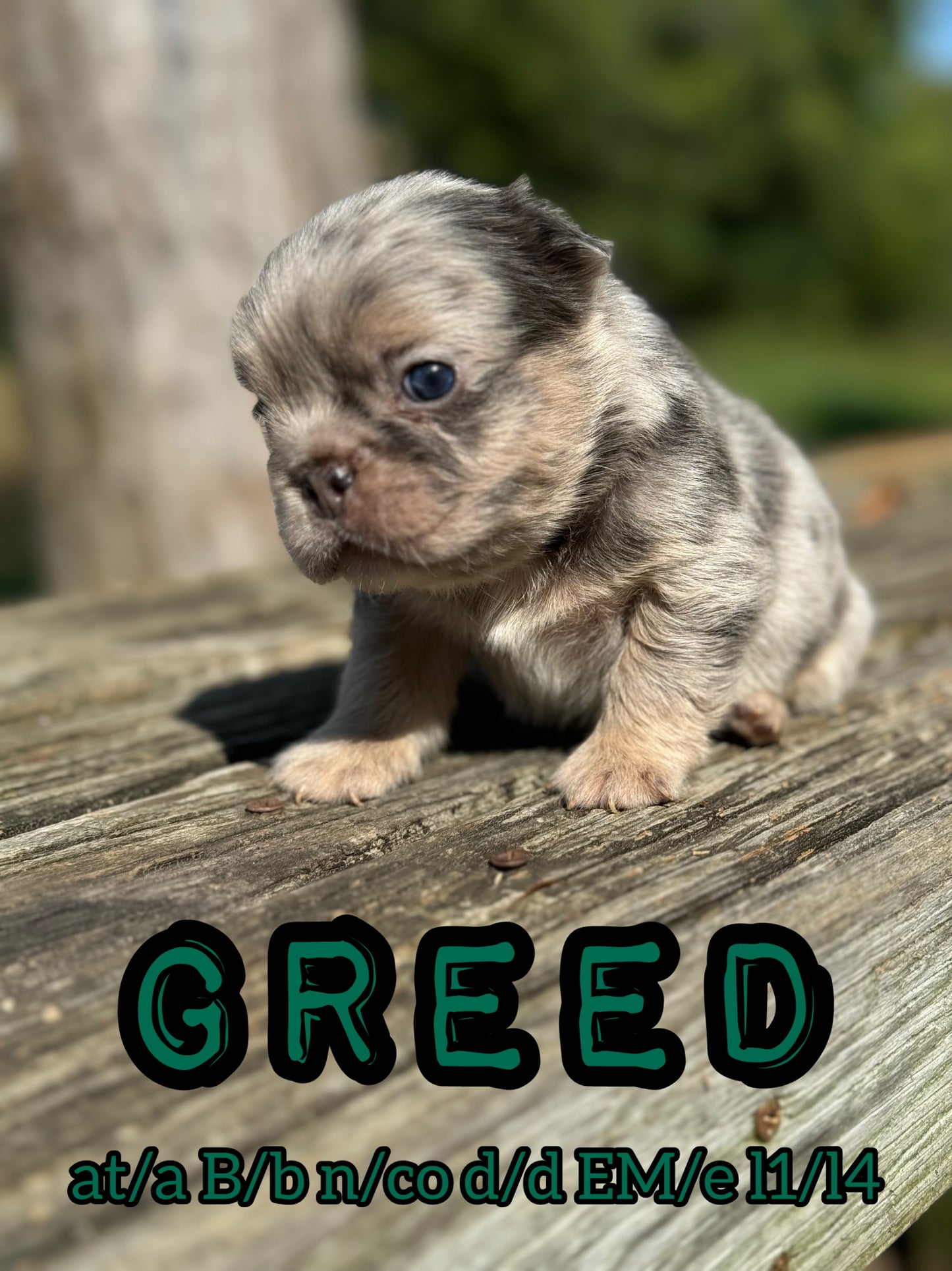 Greed - Male Blue Merle Visual Fluffy Carries Testable, Coco and Cream RESERVED