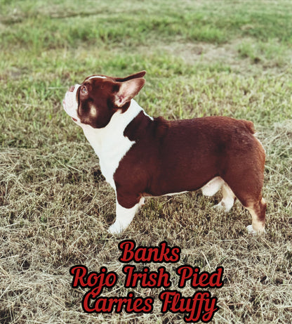 Banks - Rojo & Tan Irish Pied Carries Fluffy INTRO Special