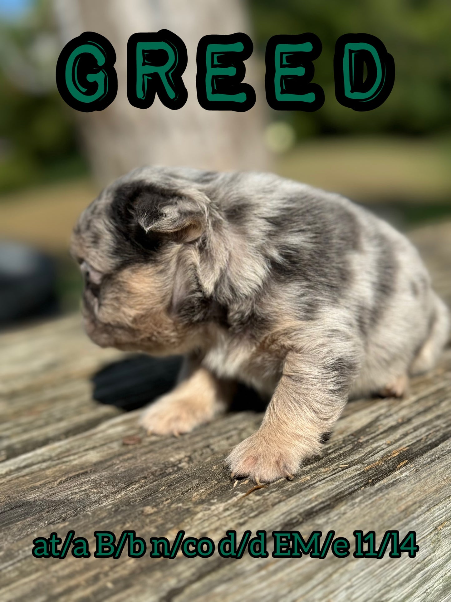 Greed - Male Blue Merle Visual Fluffy Carries Testable, Coco and Cream RESERVED