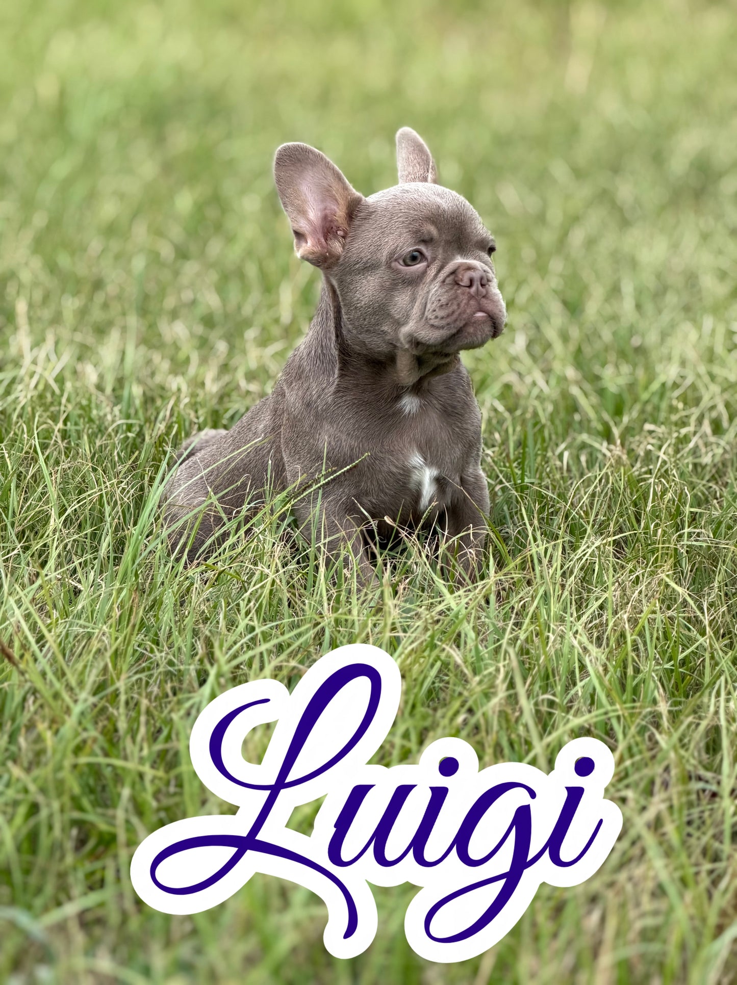 Luigi