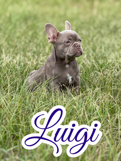 Luigi