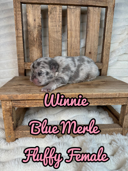 Winnie - Female Blue Merle Fluffy