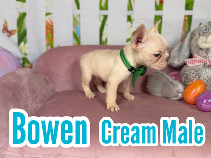 Bowen - Cream