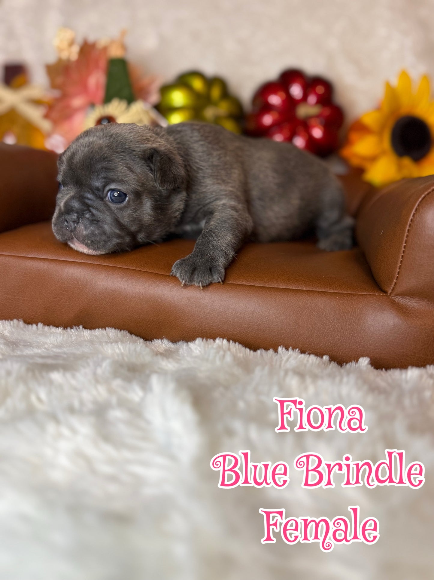 Fiona - Female Blue Brindle