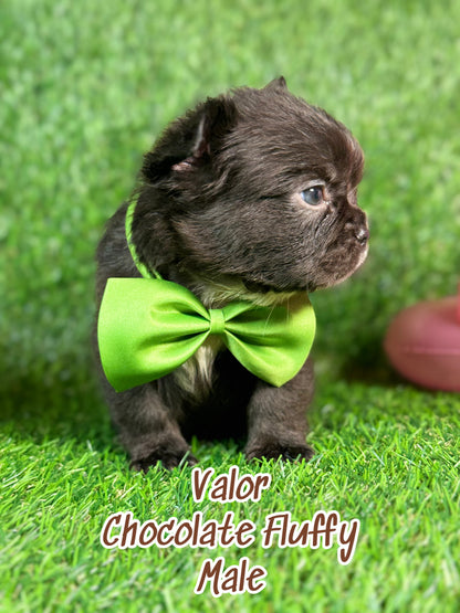 Valor - Male Chocolate Fluffy