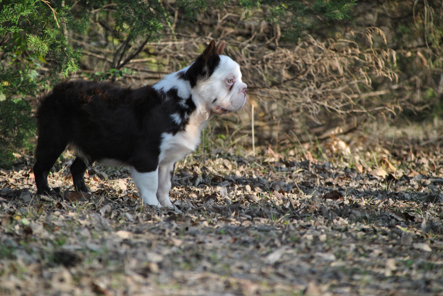 King Pin - Rojo & Tan Husky Big Rope Fluffy Carries Pink - EARLY INTRO $1500