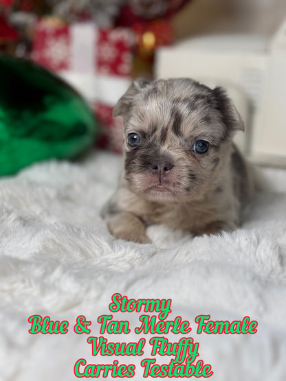 Stormy - Female Blue & Tan Merle