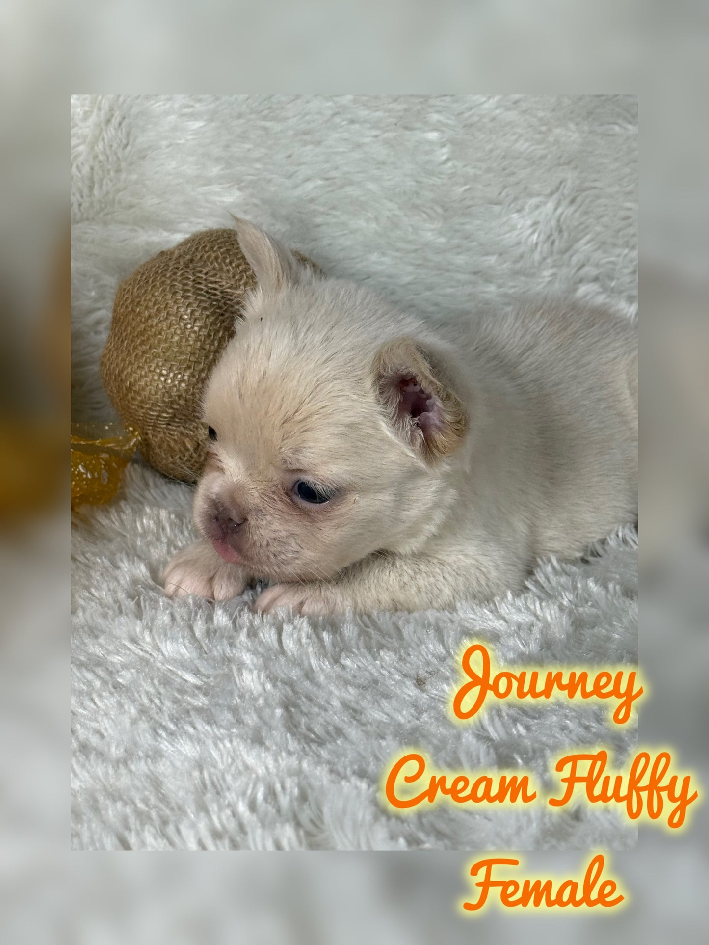 Journey - Cream Fluffy -Reserved