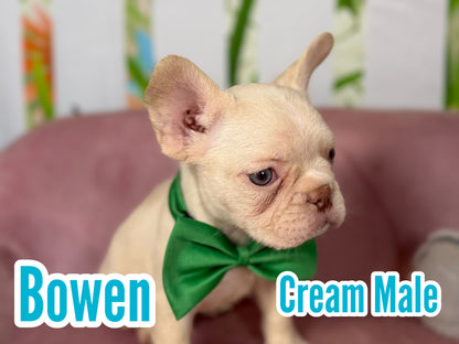 Bowen - Cream