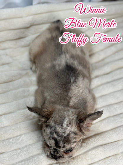 Winnie - Female Blue Merle Fluffy