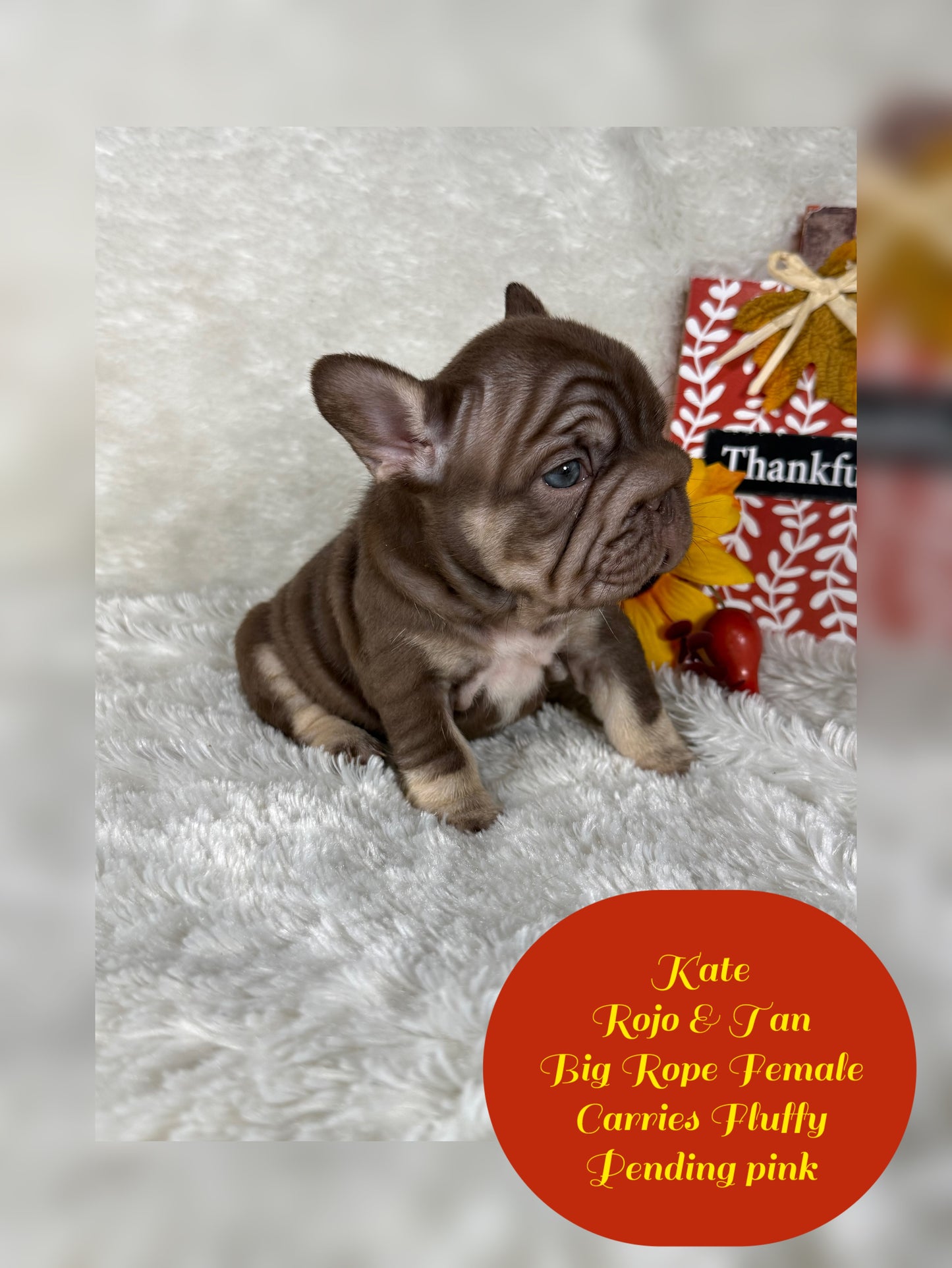 Kate - Rojo & Tan Big Rope Carries Fluffy Pending PINK