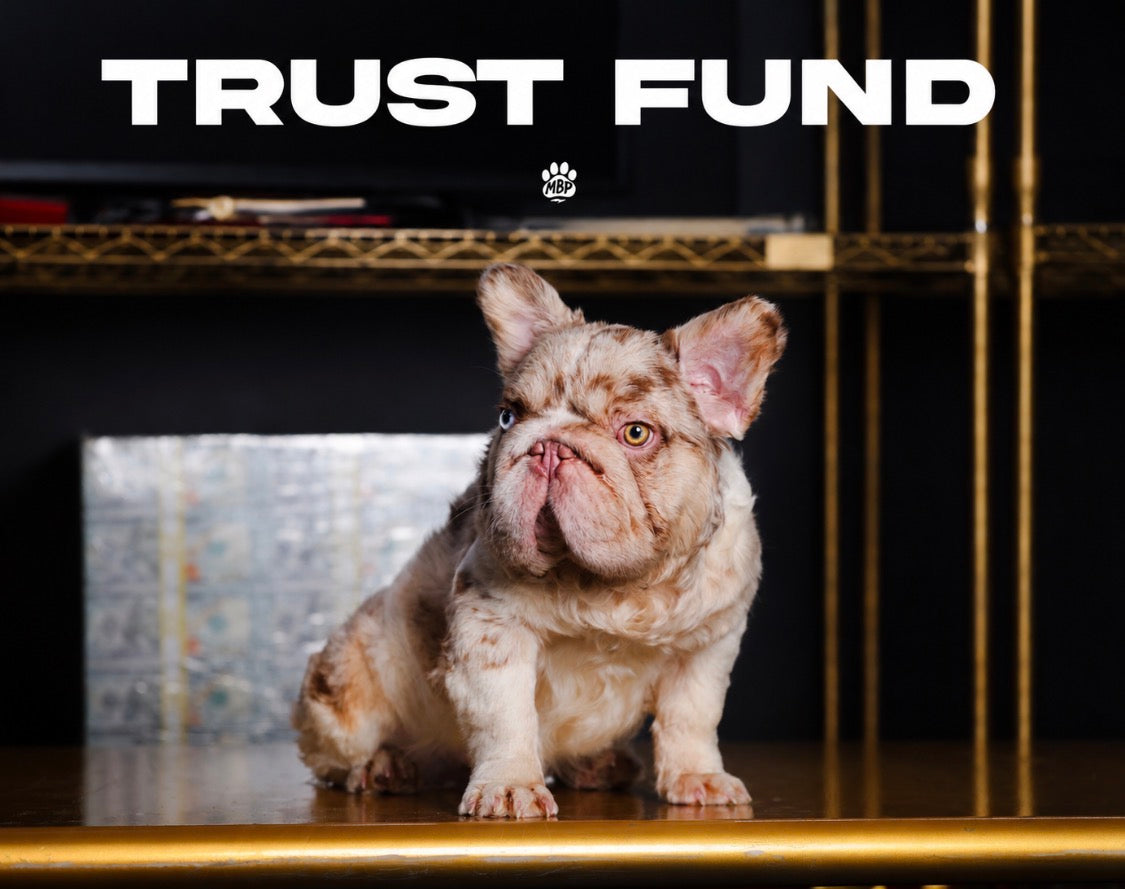 Trust Fund - Rojo Merle Pied Big Rope