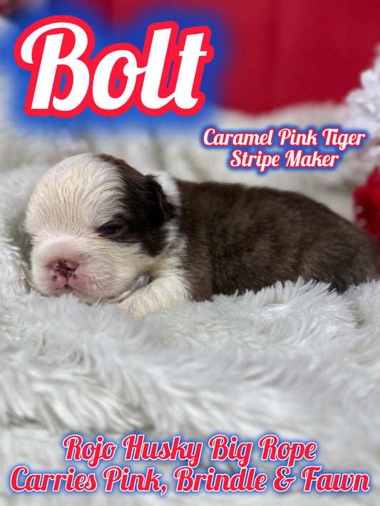 Bolt - Rojo Husky Big Rope Fluffy