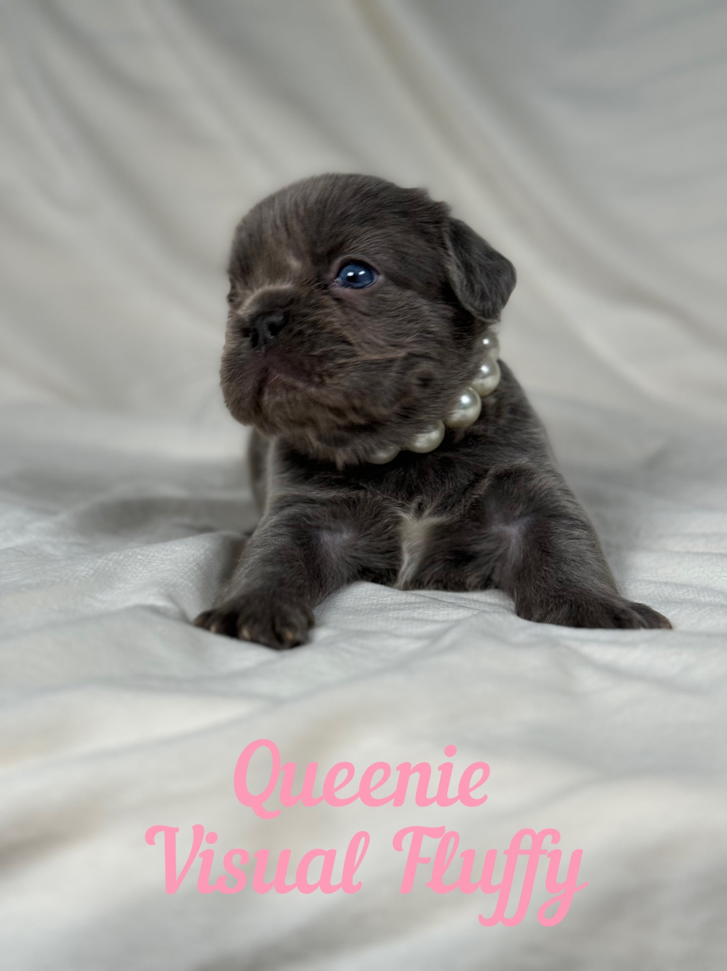 Queenie - Blue Visual Fluffy Female