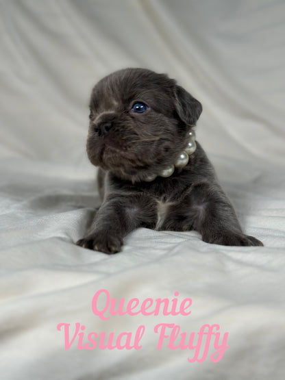 Queenie - Blue Visual Fluffy Female