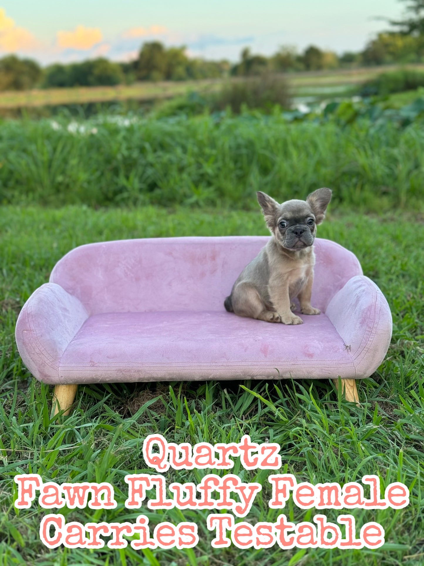 Quartz - Blue Fawn Fluffy Female